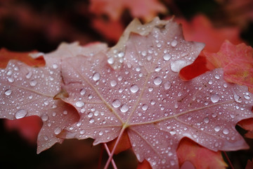 Fototapeta na wymiar Fall Maple Leaf with rain drops