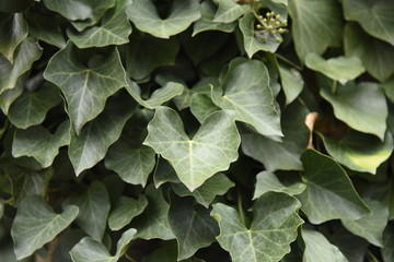 Leaves