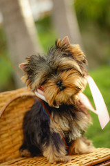 cute yorkshire puppy with ribbon