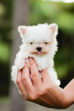 tiny maltes puppy in hand