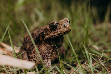 wild big frog close up