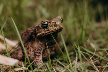 wild big frog close up