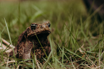 wild big frog close up