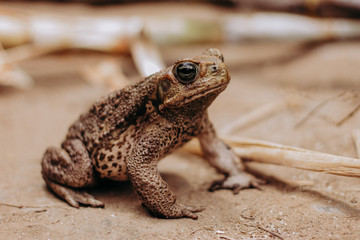 wild big frog close up