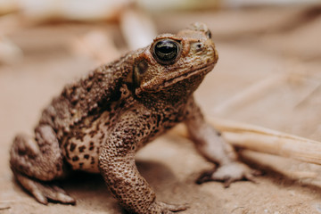 wild big frog close up