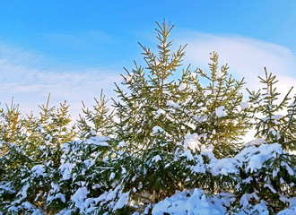 Fir trees in blue sky and with snow