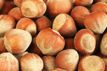 Heap of big hazelnuts in shells. Closeup