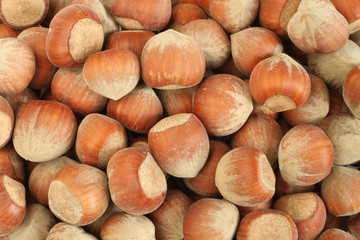 Heap of big hazelnuts in shells. Closeup