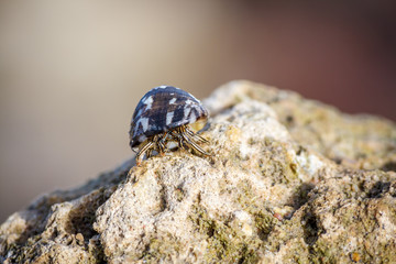 macro shot of a one hermit crab with a seashell on its back on a stone on a Sunny day in the Caribbean sea