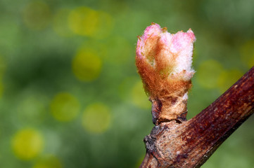 Young inflorescence of grapes on the vine close-up. Grape vine with young leaves and buds blooming on a grape vine in the vineyard. Spring buds sprouting/Sprout of Vitis vinifera, grape vine. © sleto