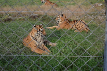 Tigre de bengala  en una jaula 