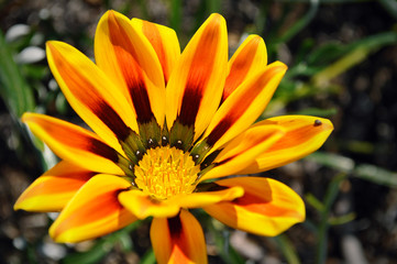 single wild gazania flower top close-up
