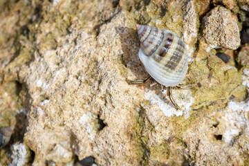 macro shot of a one hermit crab with a seashell on its back on a stone on a Sunny day in the Caribbean sea