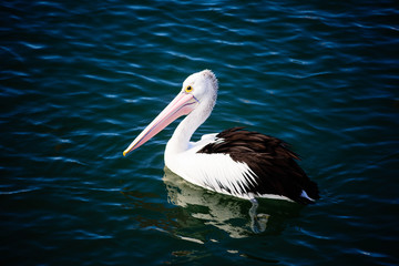 Wild Australian pelican, Pelecanus conspicillatus, swimming near the mouth of the river at Port Fairy, Victoria Australia 