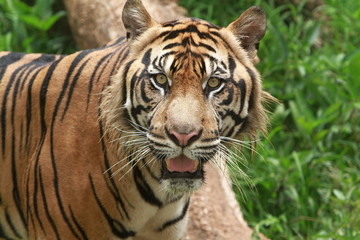 Fototapeta na wymiar The face of a Sumatran tiger