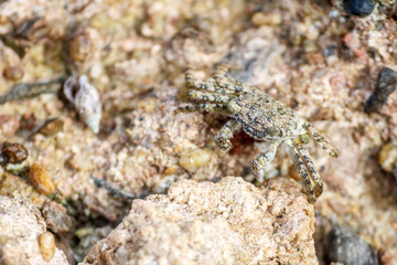 macro shot of a one crab on a stone on a Sunny day in the Caribbean sea