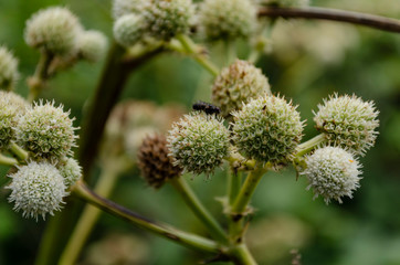 small flowers in the forest