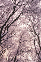 Branches of trees covered with snow