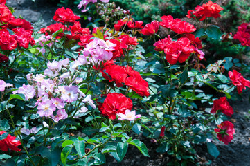 Red and pink beautiful flowers