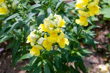Beautiful yellow flowers