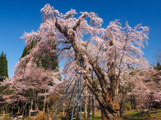 枝垂桜