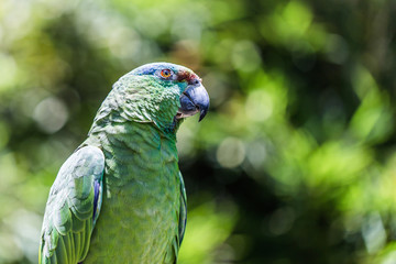 Parrot found in Brazilian forests, more precisely in the Midwest and South.