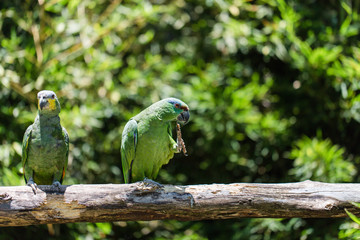 Parrot found in Brazilian forests, more precisely in the Midwest and South.