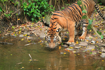 Fototapeta na wymiar Sumatran tigers are drinking water