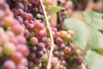Winery with bunches of grapes intended for the production of wine.