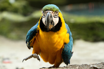 Blue Gold Macaw