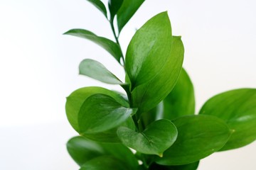 緑の葉　癒し　鑑賞　屋内　