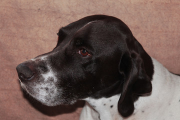 Pointer dog portrait