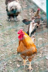 Rooster on an agricultural farm