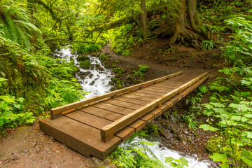 Forest Bridge - A trail traverses a creek deep in the forest. Columbia River Gorge, Oregon, USA