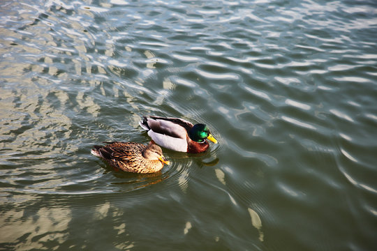Brown and mallard ducks swimming at lake 