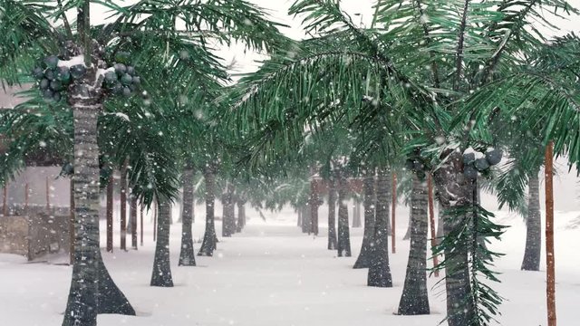 Palm trees on tropical beach and snowing, winter holiday