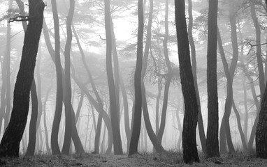 안개 낀 소나무숲 풍경