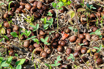 A pile of deer fecus on the ground
