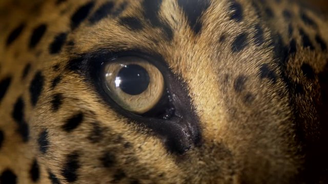 Leopard (Panthera pardus) eye detail