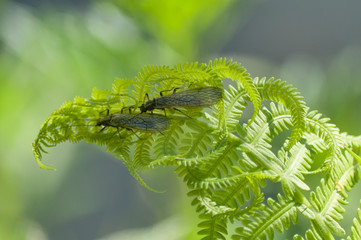 fern