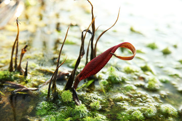 Cryptocoryne cognata Red list plant in India
