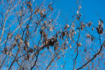 tree branches against blue sky