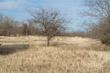 tree in field