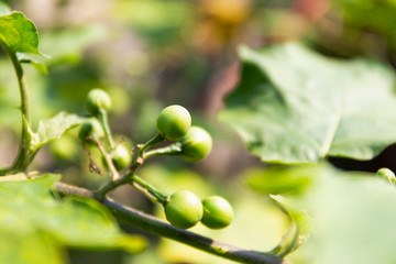 small eggplant, turkey berry