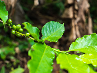 Coffee beans plant
