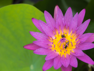 Pink water lily