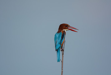 White-throated Kingfisher ;Halcyon smyrnensis, Beautiful bird in Thailand.
