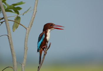 White-throated Kingfisher ;Halcyon smyrnensis, Beautiful bird in Thailand.