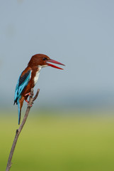 White-throated Kingfisher ;Halcyon smyrnensis, Beautiful bird in Thailand.
