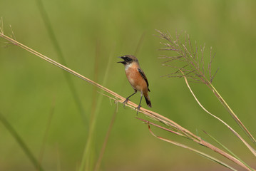 Lovely bird, Eastern Stonechat with green nature background.